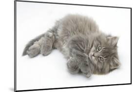 Maine Coon Kitten, 8 Weeks, Lying on its Back, Looking Up in a Playful Manner-Mark Taylor-Mounted Photographic Print