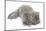 Maine Coon Kitten, 8 Weeks, Lying on its Back, Looking Up in a Playful Manner-Mark Taylor-Mounted Photographic Print