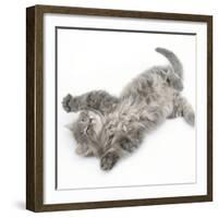 Maine Coon Kitten, 8 Weeks, Lying on its Back, Looking Up in a Playful Manner-Mark Taylor-Framed Photographic Print