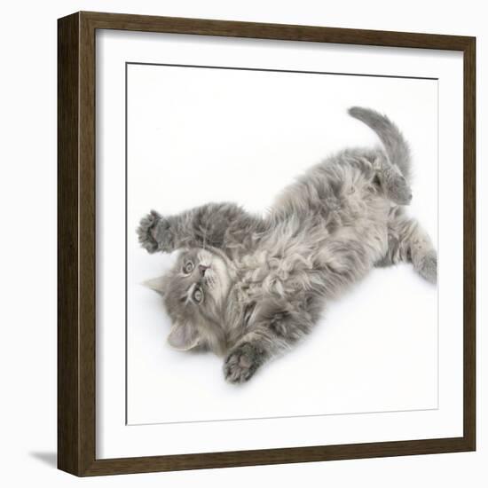 Maine Coon Kitten, 8 Weeks, Lying on its Back, Looking Up in a Playful Manner-Mark Taylor-Framed Photographic Print