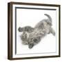 Maine Coon Kitten, 8 Weeks, Lying on its Back, Looking Up in a Playful Manner-Mark Taylor-Framed Photographic Print