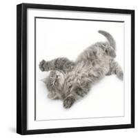 Maine Coon Kitten, 8 Weeks, Lying on its Back, Looking Up in a Playful Manner-Mark Taylor-Framed Photographic Print