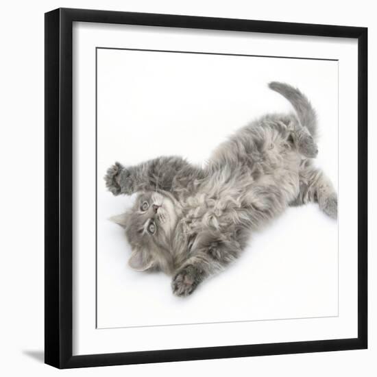 Maine Coon Kitten, 8 Weeks, Lying on its Back, Looking Up in a Playful Manner-Mark Taylor-Framed Photographic Print