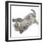 Maine Coon Kitten, 8 Weeks, Lying on its Back, Looking Up in a Playful Manner-Mark Taylor-Framed Photographic Print