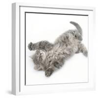 Maine Coon Kitten, 8 Weeks, Lying on its Back, Looking Up in a Playful Manner-Mark Taylor-Framed Photographic Print