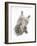 Maine Coon Kitten, 8 Weeks, Lying on its Back, Looking Up in a Playful Manner-Mark Taylor-Framed Photographic Print