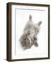 Maine Coon Kitten, 8 Weeks, Lying on its Back, Looking Up in a Playful Manner-Mark Taylor-Framed Photographic Print