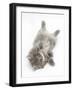 Maine Coon Kitten, 8 Weeks, Lying on its Back, Looking Up in a Playful Manner-Mark Taylor-Framed Photographic Print