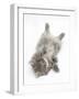 Maine Coon Kitten, 8 Weeks, Lying on its Back, Looking Up in a Playful Manner-Mark Taylor-Framed Photographic Print