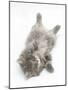 Maine Coon Kitten, 8 Weeks, Lying on its Back, Looking Up in a Playful Manner-Mark Taylor-Mounted Photographic Print