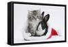 Maine Coon Kitten, 8 Weeks Old, and Baby Dutch X Lionhead Rabbit in a Father Christmas Hat-Mark Taylor-Framed Stretched Canvas