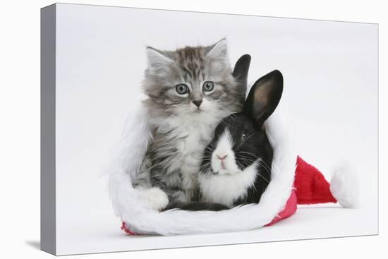 Maine Coon Kitten, 8 Weeks Old, and Baby Dutch X Lionhead Rabbit in a Father Christmas Hat-Mark Taylor-Stretched Canvas