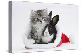 Maine Coon Kitten, 8 Weeks Old, and Baby Dutch X Lionhead Rabbit in a Father Christmas Hat-Mark Taylor-Stretched Canvas