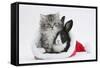 Maine Coon Kitten, 8 Weeks Old, and Baby Dutch X Lionhead Rabbit in a Father Christmas Hat-Mark Taylor-Framed Stretched Canvas