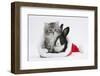 Maine Coon Kitten, 8 Weeks Old, and Baby Dutch X Lionhead Rabbit in a Father Christmas Hat-Mark Taylor-Framed Photographic Print