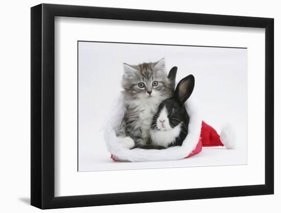 Maine Coon Kitten, 8 Weeks Old, and Baby Dutch X Lionhead Rabbit in a Father Christmas Hat-Mark Taylor-Framed Photographic Print
