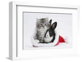 Maine Coon Kitten, 8 Weeks Old, and Baby Dutch X Lionhead Rabbit in a Father Christmas Hat-Mark Taylor-Framed Photographic Print