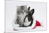 Maine Coon Kitten, 8 Weeks Old, and Baby Dutch X Lionhead Rabbit in a Father Christmas Hat-Mark Taylor-Mounted Photographic Print