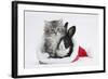 Maine Coon Kitten, 8 Weeks Old, and Baby Dutch X Lionhead Rabbit in a Father Christmas Hat-Mark Taylor-Framed Photographic Print