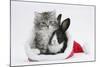 Maine Coon Kitten, 8 Weeks Old, and Baby Dutch X Lionhead Rabbit in a Father Christmas Hat-Mark Taylor-Mounted Photographic Print