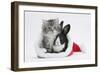 Maine Coon Kitten, 8 Weeks Old, and Baby Dutch X Lionhead Rabbit in a Father Christmas Hat-Mark Taylor-Framed Photographic Print