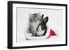 Maine Coon Kitten, 8 Weeks Old, and Baby Dutch X Lionhead Rabbit in a Father Christmas Hat-Mark Taylor-Framed Photographic Print