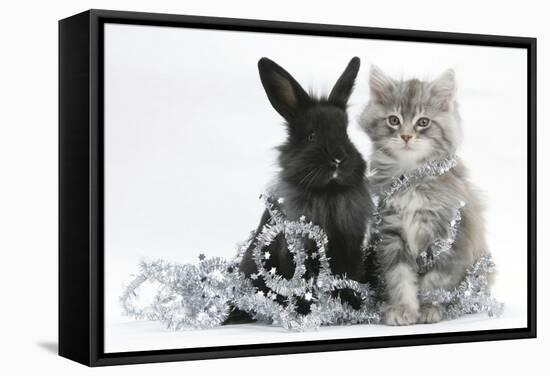 Maine Coon Kitten, 8 Weeks Old, and Black Baby Dutch X Lionhead Rabbit with Christmas Tinsel-Mark Taylor-Framed Stretched Canvas
