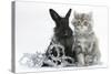 Maine Coon Kitten, 8 Weeks Old, and Black Baby Dutch X Lionhead Rabbit with Christmas Tinsel-Mark Taylor-Stretched Canvas