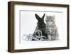 Maine Coon Kitten, 8 Weeks Old, and Black Baby Dutch X Lionhead Rabbit with Christmas Tinsel-Mark Taylor-Framed Photographic Print