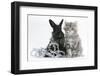 Maine Coon Kitten, 8 Weeks Old, and Black Baby Dutch X Lionhead Rabbit with Christmas Tinsel-Mark Taylor-Framed Photographic Print