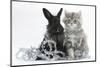 Maine Coon Kitten, 8 Weeks Old, and Black Baby Dutch X Lionhead Rabbit with Christmas Tinsel-Mark Taylor-Mounted Photographic Print