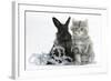 Maine Coon Kitten, 8 Weeks Old, and Black Baby Dutch X Lionhead Rabbit with Christmas Tinsel-Mark Taylor-Framed Photographic Print