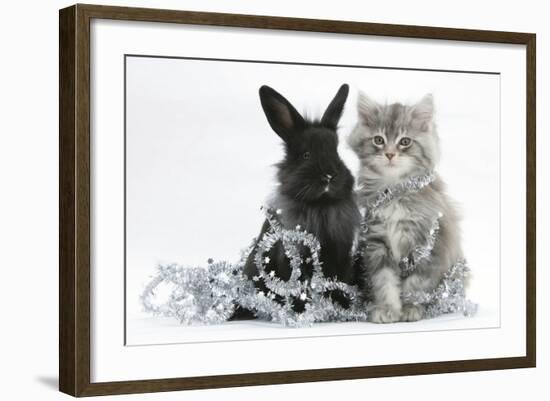 Maine Coon Kitten, 8 Weeks Old, and Black Baby Dutch X Lionhead Rabbit with Christmas Tinsel-Mark Taylor-Framed Photographic Print