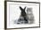 Maine Coon Kitten, 8 Weeks Old, and Black Baby Dutch X Lionhead Rabbit with Christmas Tinsel-Mark Taylor-Framed Photographic Print