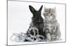 Maine Coon Kitten, 8 Weeks Old, and Black Baby Dutch X Lionhead Rabbit with Christmas Tinsel-Mark Taylor-Mounted Photographic Print