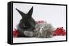 Maine Coon Kitten, 8 Weeks Old, and Black Baby Dutch X Lionhead Rabbit with Red Christmas Tinsel-Mark Taylor-Framed Stretched Canvas