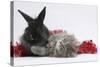 Maine Coon Kitten, 8 Weeks Old, and Black Baby Dutch X Lionhead Rabbit with Red Christmas Tinsel-Mark Taylor-Stretched Canvas