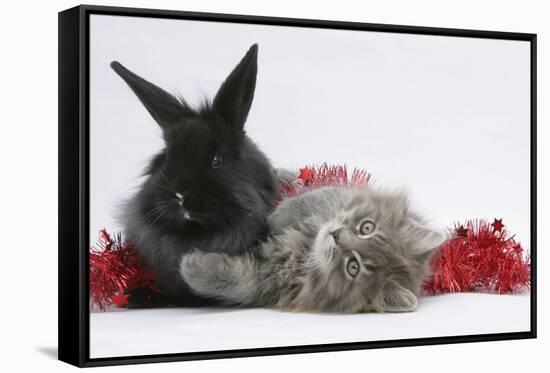 Maine Coon Kitten, 8 Weeks Old, and Black Baby Dutch X Lionhead Rabbit with Red Christmas Tinsel-Mark Taylor-Framed Stretched Canvas