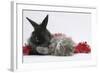 Maine Coon Kitten, 8 Weeks Old, and Black Baby Dutch X Lionhead Rabbit with Red Christmas Tinsel-Mark Taylor-Framed Photographic Print