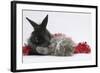 Maine Coon Kitten, 8 Weeks Old, and Black Baby Dutch X Lionhead Rabbit with Red Christmas Tinsel-Mark Taylor-Framed Photographic Print