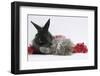 Maine Coon Kitten, 8 Weeks Old, and Black Baby Dutch X Lionhead Rabbit with Red Christmas Tinsel-Mark Taylor-Framed Photographic Print