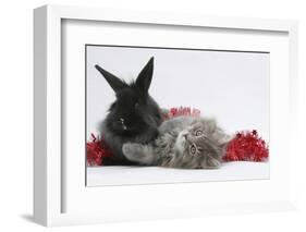 Maine Coon Kitten, 8 Weeks Old, and Black Baby Dutch X Lionhead Rabbit with Red Christmas Tinsel-Mark Taylor-Framed Photographic Print