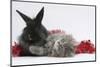Maine Coon Kitten, 8 Weeks Old, and Black Baby Dutch X Lionhead Rabbit with Red Christmas Tinsel-Mark Taylor-Mounted Photographic Print