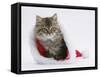 Maine Coon Kitten, 8 Weeks Old, in a Father Christmas Hat-Mark Taylor-Framed Stretched Canvas