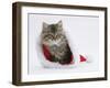 Maine Coon Kitten, 8 Weeks Old, in a Father Christmas Hat-Mark Taylor-Framed Photographic Print