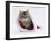 Maine Coon Kitten, 8 Weeks Old, in a Father Christmas Hat-Mark Taylor-Framed Photographic Print