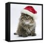 Maine Coon Kitten, 8 Weeks Old, Wearing a Father Christmas Hat-Mark Taylor-Framed Stretched Canvas