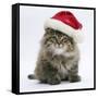 Maine Coon Kitten, 8 Weeks Old, Wearing a Father Christmas Hat-Mark Taylor-Framed Stretched Canvas