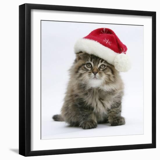 Maine Coon Kitten, 8 Weeks Old, Wearing a Father Christmas Hat-Mark Taylor-Framed Photographic Print