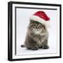 Maine Coon Kitten, 8 Weeks Old, Wearing a Father Christmas Hat-Mark Taylor-Framed Photographic Print